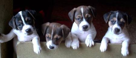 chiots ns le 15/12/07