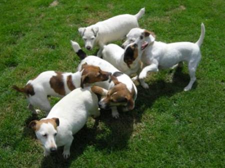 troupeau de jacks !!