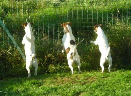 DAMON , CALA , CLOVIS