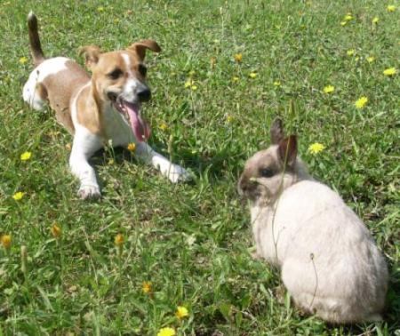LUNA et son lapin
