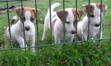 DAKA , BENDDY , DUNDEE