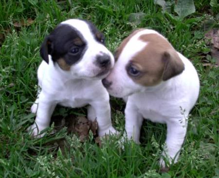 CLOVIS ET CHESTER 26 jours